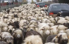 Czarny Dunajec. Gmina, która się nie szczepi