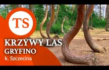 Krzywy Las - Gryfino koło Szczecina - Atrakcje w Polsce - 4K