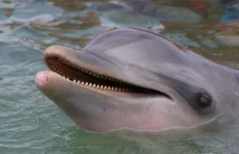 Poranne wzruszenie: delfin