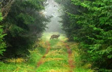 Wilki i niedźwiedzie w lubelskich lasach! Jest się czego bać?
