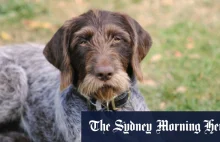 Psy ze schroniska zastrzelone z powodu ograniczeń COVID-19 w Australii.