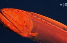 „Zmiennokształtna” ryba zaobserwowana po raz pierwszy od 100 lat.