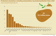 Eurostat: Polska drugim producentem ziemniaków w Unii Europejskiej