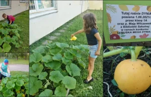 Uczniowie posadzili dynie przed szkołą. Ktoś je ukradł