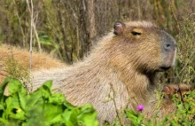 Kapibary kontra bogacze. Gryzonie terroryzują luksusowe osiedle