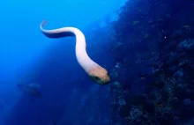 Odkryto dlaczego węże morskie atakują nurków. To przez „seksualną frustrację”