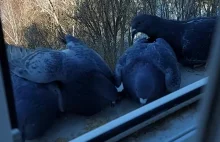 Birds rush to the balcony