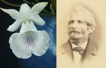 Gorączka orchidei. Podróże i niezwykła kolekcja Józefa Warszewicza