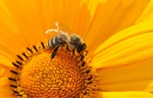 Pszczoły - zagrożony gatunek przyjaciół człowieka