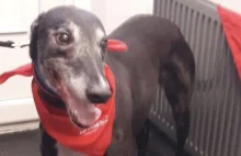 Pies - rekordowy dawca krwi przechodzi na emeryturę