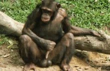 Belgia: kobieta mająca romans z szympansem nie będzie miała zakazu widzenia go.