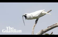 Dzwonnik biały: posłuchaj najgłośniejszego ptasiego głosu na świecie