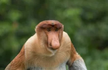 Sławne małpy z memów - dlaczego mają takie duże nosy? - Prosto z mostu
