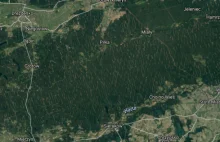 Co się dzieje z lasami w Polsce?