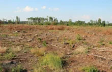 Nielegalna wycinka lasu w Rossoszu. Wycięto 16 hektarów. Zawiadomienie do CBA
