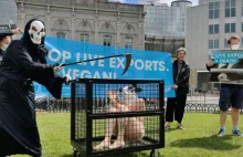 PETA chce usunięcia dań mięsnych z menu na konferencji ONZ