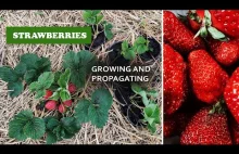 How Easy it is to Propagate and Grow Very Tasty STRAWBERRIES