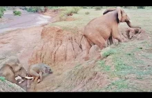 Słoń pomógł słoniątkowi pokonać przeszkodę