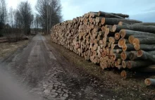 Kilkaset starych drzew wycięto w rezerwacie „Lisia Kępa” koło Bytowa