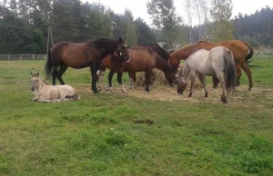 Sądowe przepychanki z celebrytą i cierpienie zwierząt w tle