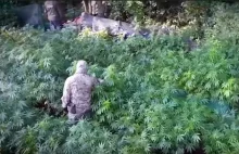 Z ukrytych w lesie 1650 krzaków konopi można było uzyskać 70 kg marihuany