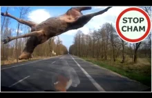 Uwaga! Zwierzęta na drodze [Nie dla wrażliwych +18]