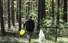 Rumuńscy grzybiarze wywożą grzyby chłodniami na zachód Europy