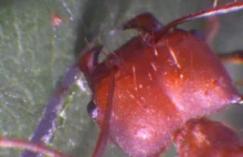 Wyjątkowość żuwaczek odkryta, czyli dlaczego mrówki gryzą tak mocno?