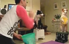 Pies, który wie, jak łapać piłki