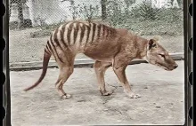 Pokolorowane nagranie ostatniego znanego żyjącego tygrysa tasmańskiego