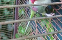 Parrot preparing an escape