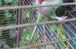 Parrot preparing an escape