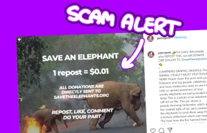 Kolejny SCAM na Instagramie. Tym razem oszukiwali "na słonie"