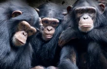 Szympans szympansowi... bliźnim? O zaskakującej empatii wśród naszych kuzynów