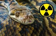 Radioaktywne węże monitorują poziom promieniowania w Fukushimie