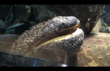 Japońska salamandra olbrzymia ziewa pod wodą.