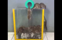 Pułapka na szczury