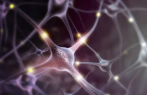 Jak złożony jest ludzki mózg? Potrzeba było 1000 sztucznych neuronów, by...
