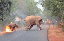 Czy to oszustwo na słonie? Na tropie instagramowej zbiórki Patcopets