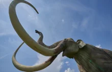 Naukowcy chcą odtworzyć mamuty. Pierwsze mamuciątko może urodzić się za...