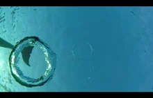 Nauczanie delfinów jak dmuchać bąbelkowe pierścienie