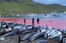 Rzeź delfinów na Wyspach Owczych. Padł niechlubny "rekord"