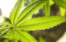 Marihuana w sporcie może być legalna: WADA rozważy sprawę