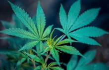 Finlandia: Zieloni opowiadają się za legalizacją marihuany.