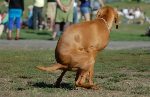 Psy preferują defekację w ustawieniu ciała wzdłuż linii północ-południe.