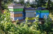Pszczelarz, który miał otruć 420 tys. pszczół zatrzymany. Poszukiwany wspólnik