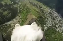 Nie daj się zwieść, psy nie skaczą na spadochronach...