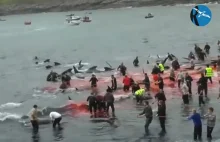Masakra 1500 delfinów. „Okrutne; brutalnie zabite inteligentne zwierzęta”