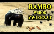 RATEL - Kuloodporny, Nieśmiertelny i Nieustraszony Zwierz