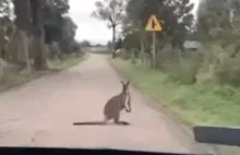 Kangur na środku drogi w Gorazdowie? [WIDEO] | GIŻYCKO
